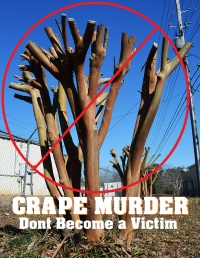 Crape Myrtle