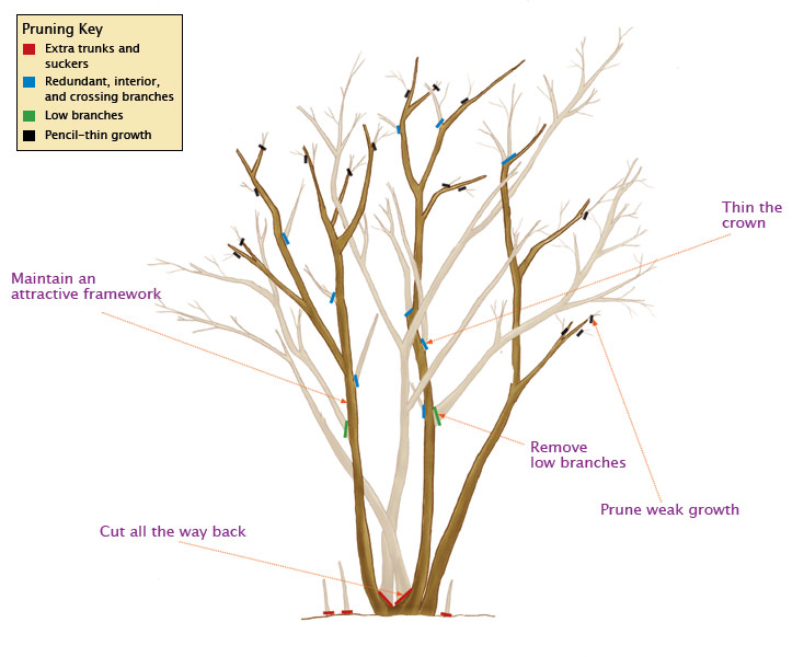 Proper Crape Myrtle Trimming